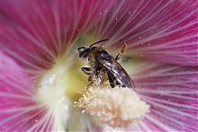 пчела в цветке 02.jpg