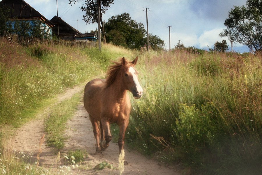 horse1