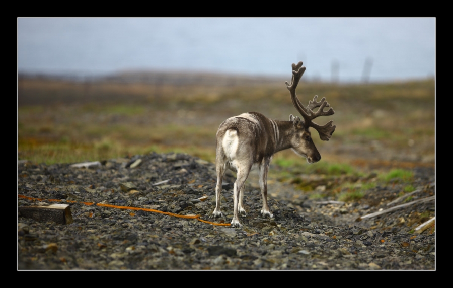 Emotional deer 2