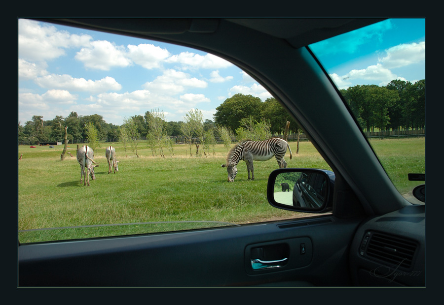 safari2