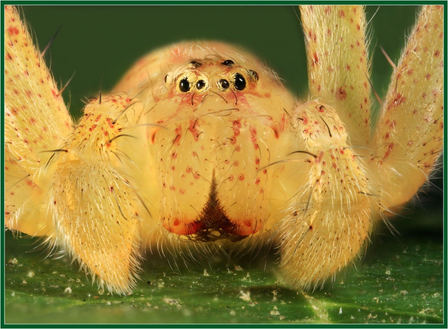 Портрет паука