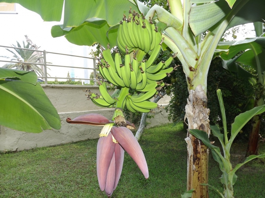 Банан цветет